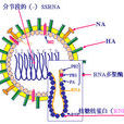 生物病毒 生物病毒