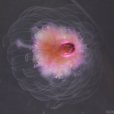 花籃水母 花籃水母