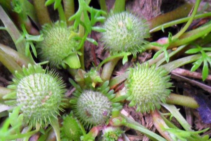 裸冠菊