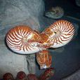 大臍鸚鵡螺