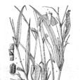 空軸茅 空軸茅