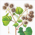 牛蒡子茶 牛蒡子茶