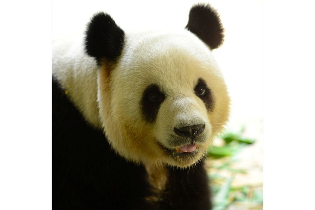 熊貓友友(廣州長隆香江野生動物世界亞運大熊貓之一) 熊貓友友(廣州長隆香江野生動物世界亞運大熊貓之一)