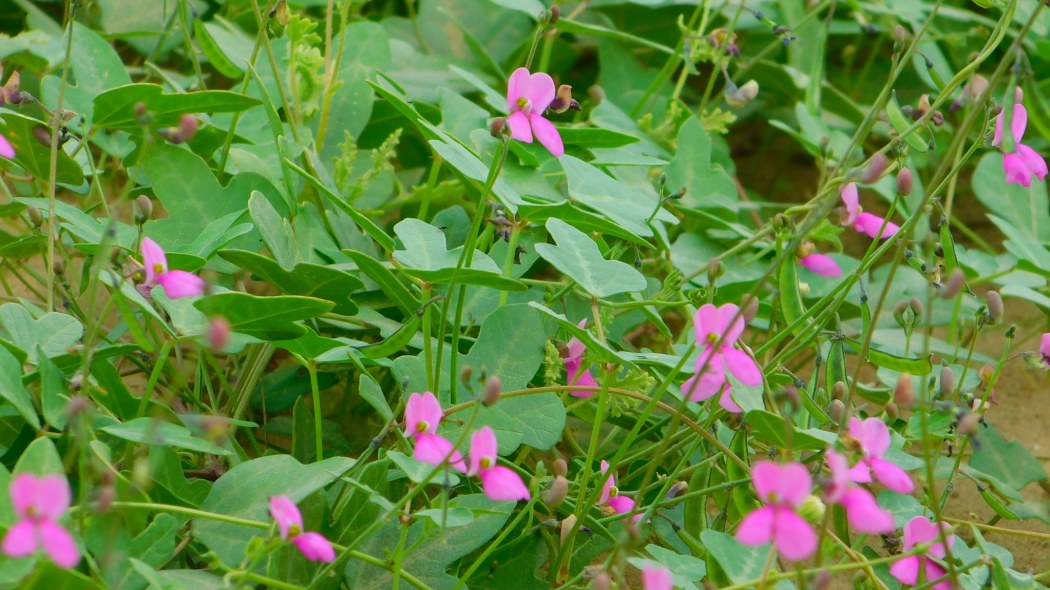 絲狀菜豆