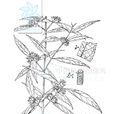 巒大紫珠 巒大紫珠