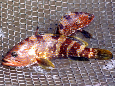 象山石斑魚