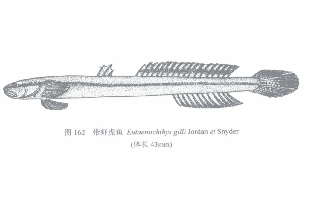 帶蝦虎魚 帶蝦虎魚