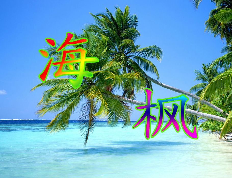 海楓 海楓
