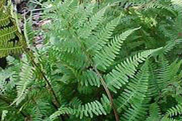 Athyrium \x27Branford Rambler\x27