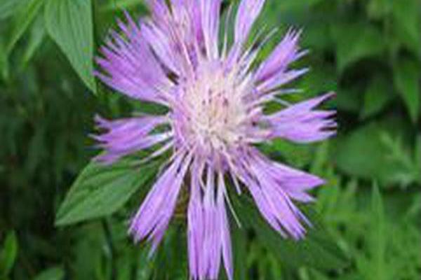Centaurea dealbata