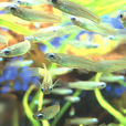 藍眼燈魚 藍眼燈魚