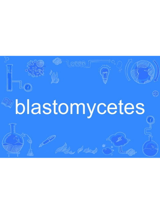 blastomycetes blastomycetes