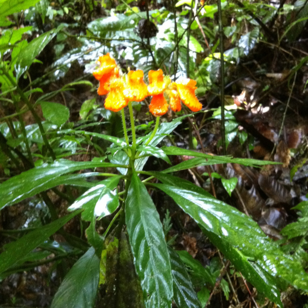 Gasteranthus diverticularis