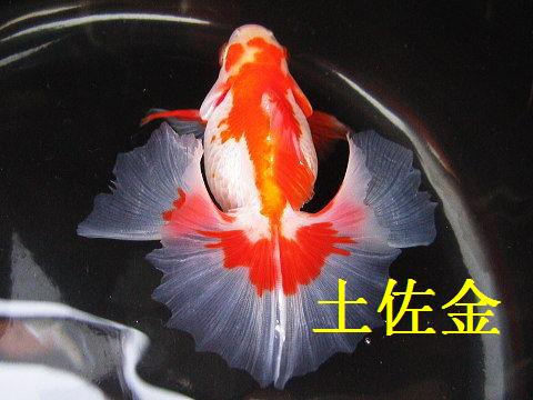 日本金魚