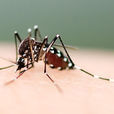 生物性傳播 生物性傳播
