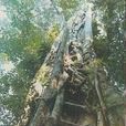 古榕報石
