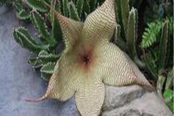 Stapelia gigantea Stapelia gigantea