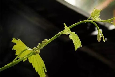 副梢