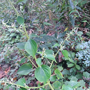 Peperomia conturbans