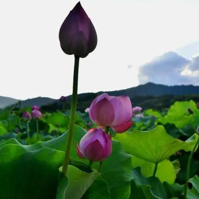 建蓮(建寧蓮子)