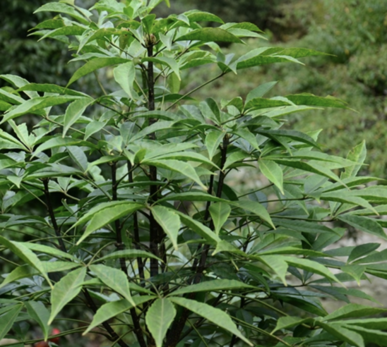短梗大參