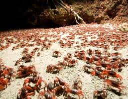 聖誕島紅蟹
