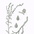 藍刺鶴虱 藍刺鶴虱