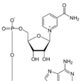 輔酶Ⅱ(輔酶Ⅱ) 輔酶Ⅱ(輔酶Ⅱ)