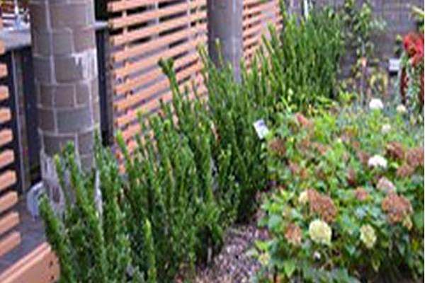 Euonymus japonicus \x27Green Spire\x27 Euonymus japonicus \x27Green Spire\x27