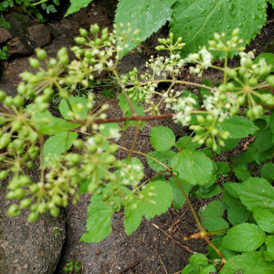 Aralia bicrenata