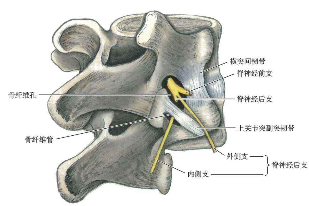 骨纖維孔 骨纖維孔
