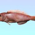 鱗首方頭魚 鱗首方頭魚