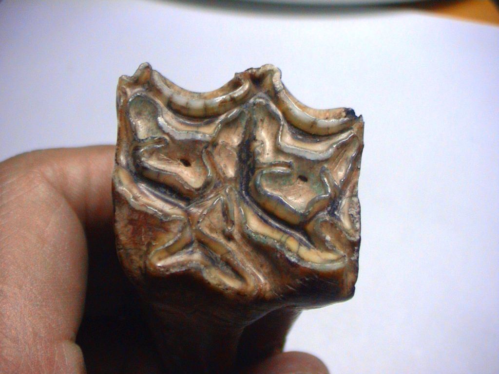 牙齒化石