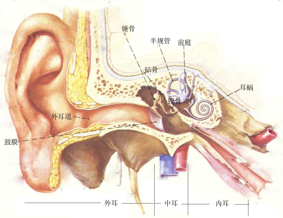 二、外耳道-人体解剖学与组织胚胎学-医学