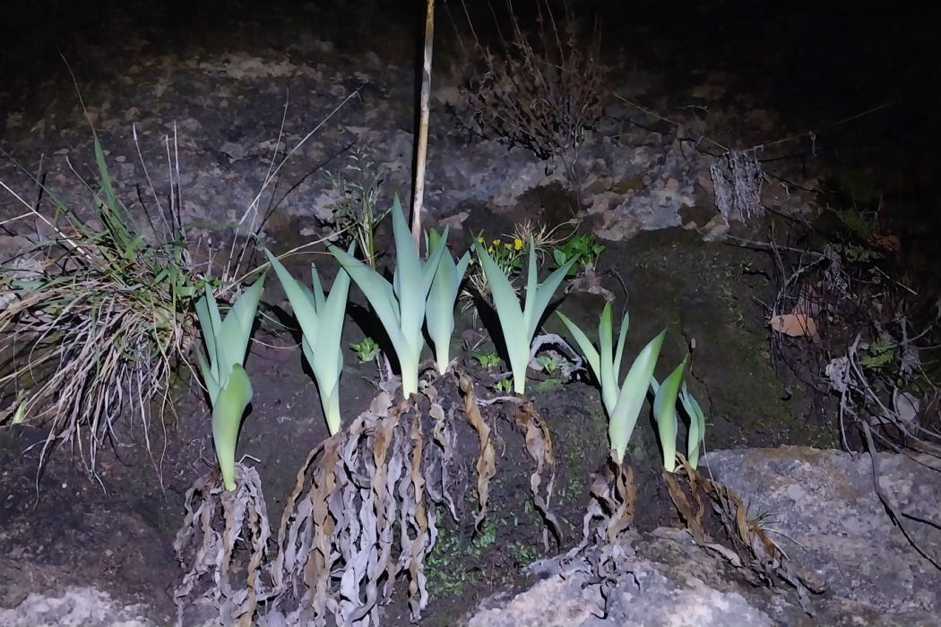 Hemiphylacus novogalicianus