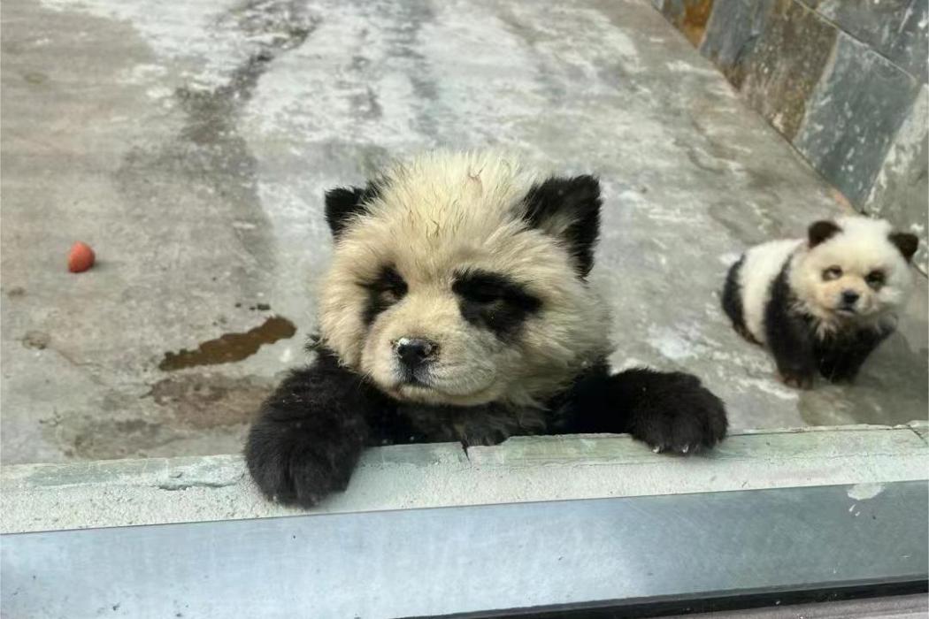 熊貓犬(外觀酷似熊貓的寵物犬) 熊貓犬(外觀酷似熊貓的寵物犬)