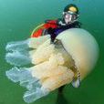 巨型海蜇(海洋浮游生物) 巨型海蜇(海洋浮游生物)