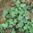 半邊錢 半邊錢