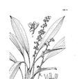 麗葉沿階草 麗葉沿階草