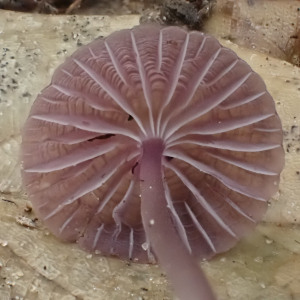 全紫小菇 全紫小菇