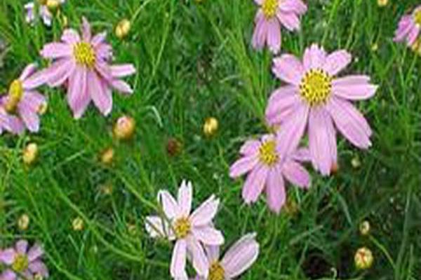 Coreopsis rosea Coreopsis rosea