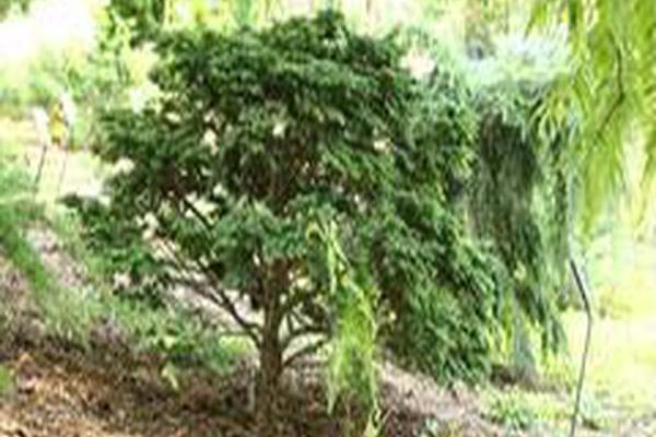 Tsuga canadensis \x27Brandley\x27 Tsuga canadensis \x27Brandley\x27