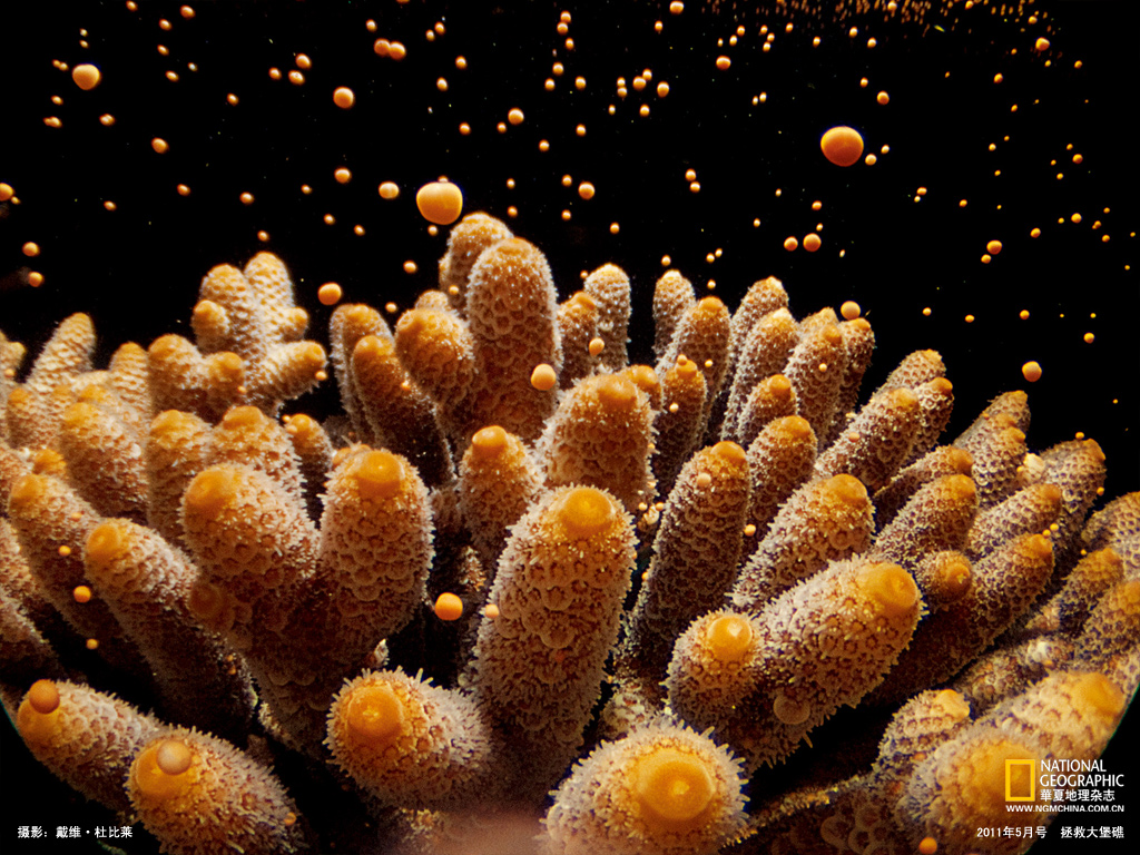 珊瑚礁繁殖