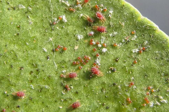 蛇粉蚧屬 蛇粉蚧屬
