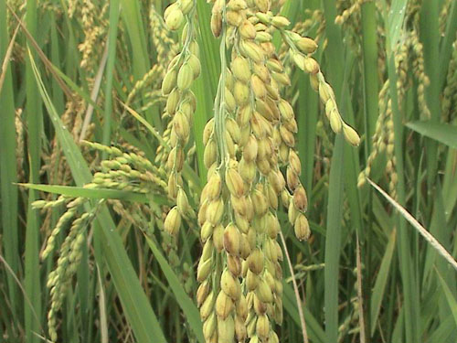 2009年中晚稻最低收購價執行預案