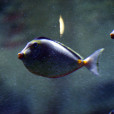 吊尾魚 吊尾魚
