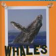Whales(Haney, Johannah著圖書) Whales(Haney, Johannah著圖書)
