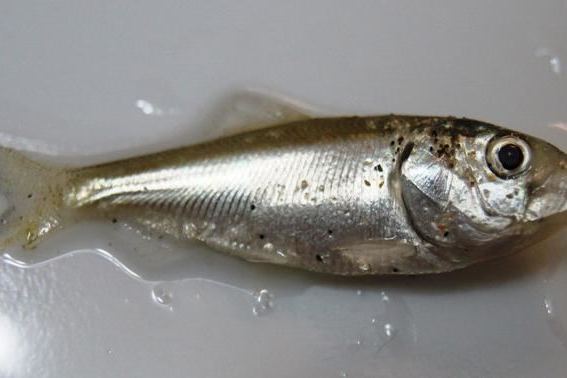 金色沙丁魚 金色沙丁魚