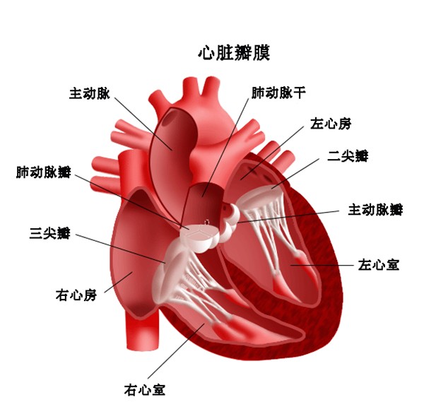 心臟器官