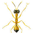 稻虱紅螯蜂